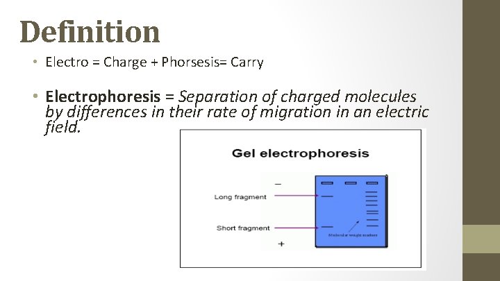 Definition • Electro = Charge + Phorsesis= Carry • Electrophoresis = Separation of charged