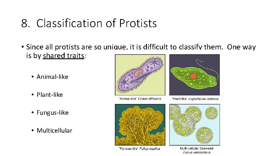 8. Classification of Protists • Since all protists are so unique, it is difficult