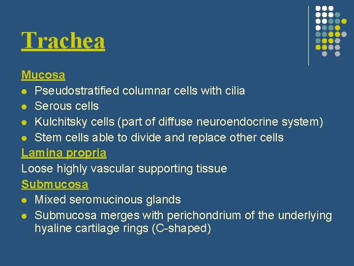 Trachea Mucosa l Pseudostratified columnar cells with cilia l Serous cells l Kulchitsky cells