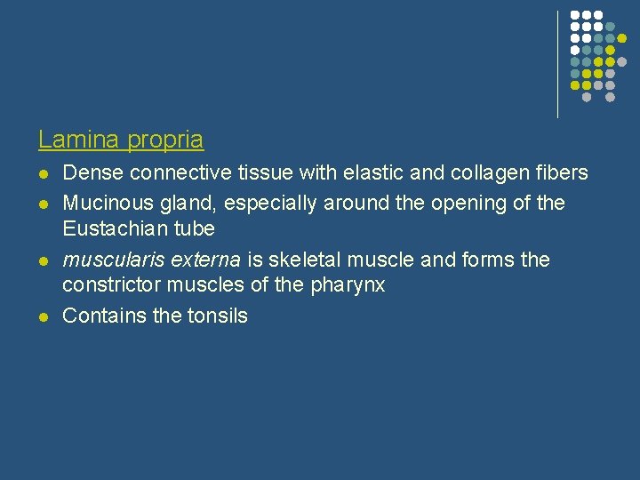 Lamina propria l l Dense connective tissue with elastic and collagen fibers Mucinous gland,