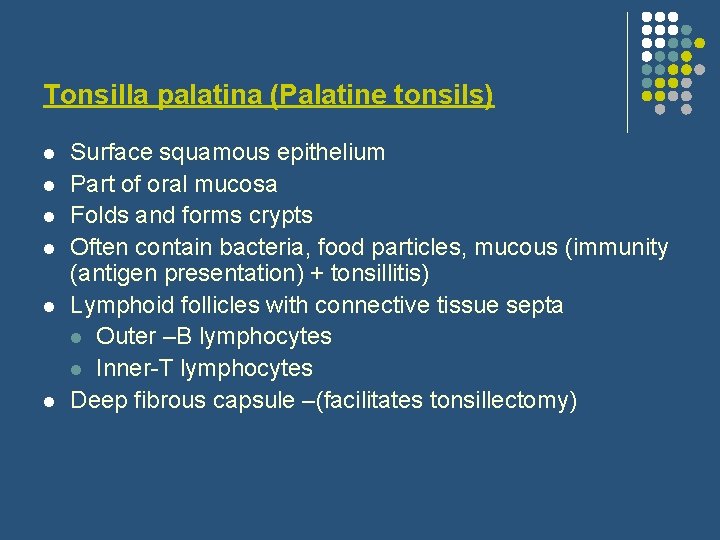Tonsilla palatina (Palatine tonsils) l l l Surface squamous epithelium Part of oral mucosa