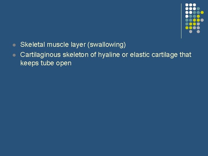 l l Skeletal muscle layer (swallowing) Cartilaginous skeleton of hyaline or elastic cartilage that