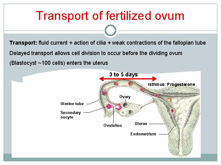 Transport of fertilized ovum Transport: fluid current + action of cilia + weak contractions