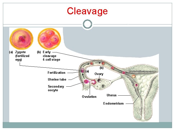 Cleavage (a) Zygote (fertilized egg) (b) Early cleavage 4 -cell stage Fertilization (a) (b)