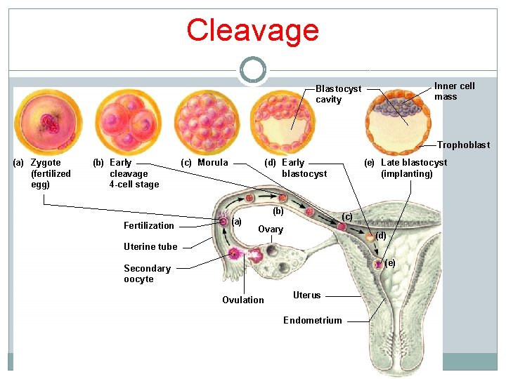 Cleavage Inner cell mass Blastocyst cavity Trophoblast (a) Zygote (fertilized egg) (b) Early cleavage