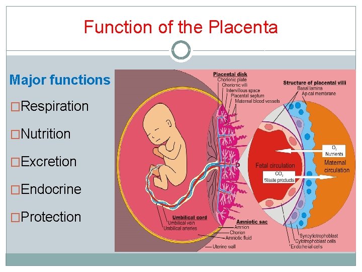 Function of the Placenta Major functions �Respiration �Nutrition �Excretion �Endocrine �Protection 