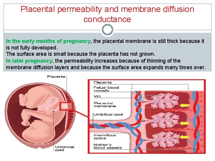 Placental permeability and membrane diffusion conductance In the early months of pregnancy, the placental