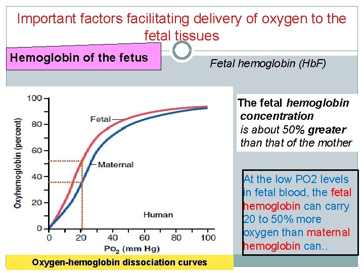 Important factors facilitating delivery of oxygen to the fetal tissues Hemoglobin of the fetus