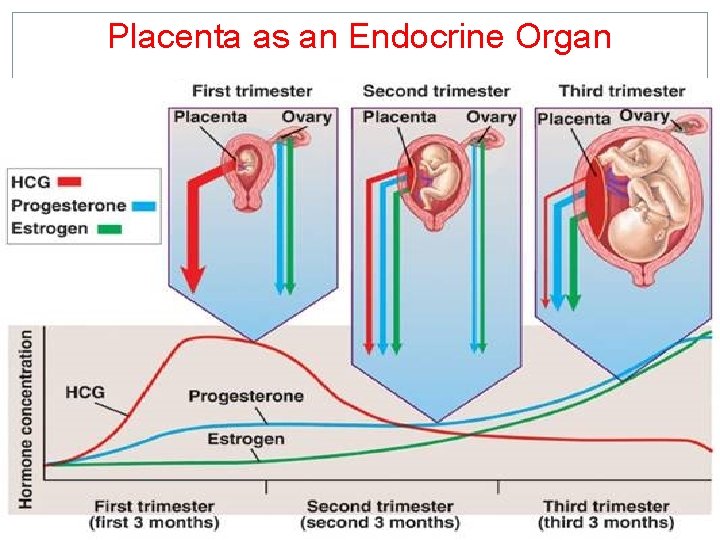Placenta as an Endocrine Organ 