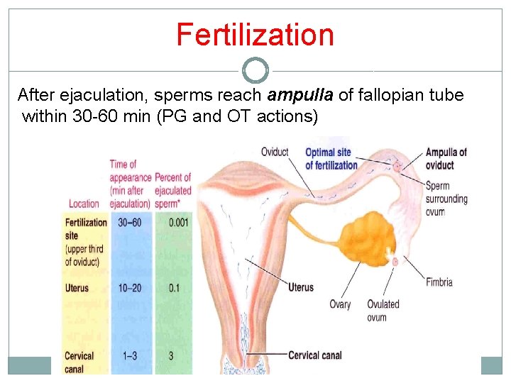 Fertilization After ejaculation, sperms reach ampulla of fallopian tube within 30 -60 min (PG