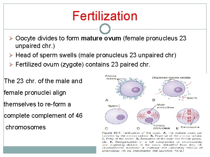 Fertilization Ø Oocyte divides to form mature ovum (female pronucleus 23 unpaired chr. )
