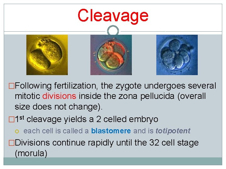 Cleavage �Following fertilization, the zygote undergoes several mitotic divisions inside the zona pellucida (overall