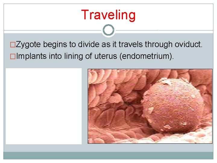 Traveling �Zygote begins to divide as it travels through oviduct. �Implants into lining of