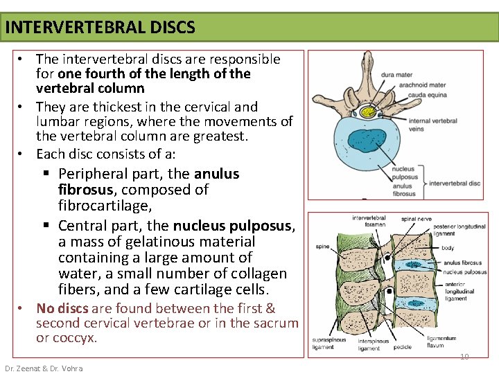 INTERVERTEBRAL DISCS • The intervertebral discs are responsible for one fourth of the length