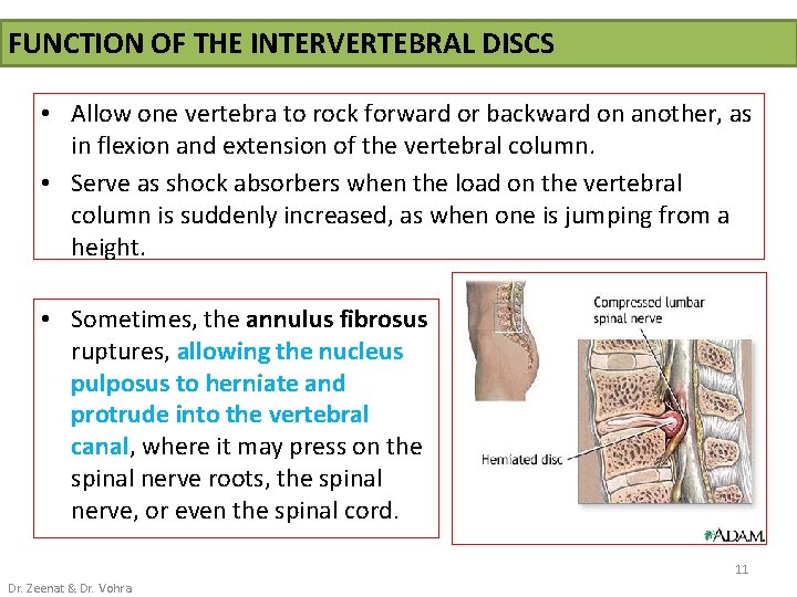 FUNCTION OF THE INTERVERTEBRAL DISCS • Allow one vertebra to rock forward or backward