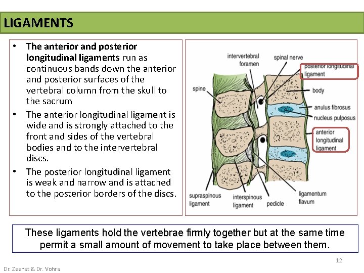 LIGAMENTS • The anterior and posterior longitudinal ligaments run as continuous bands down the