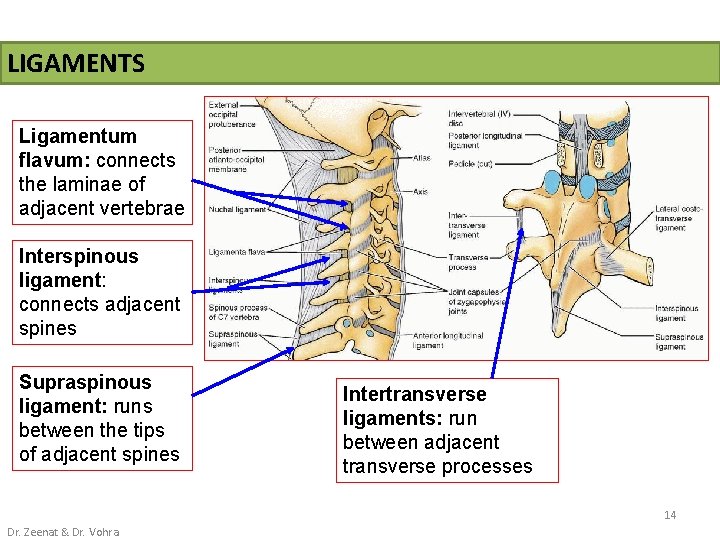 LIGAMENTS Ligamentum flavum: connects the laminae of adjacent vertebrae Interspinous ligament: connects adjacent spines