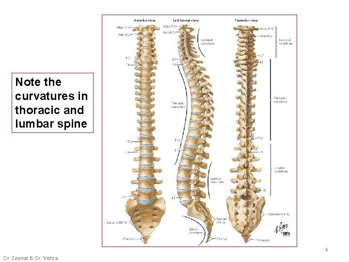 Note the curvatures in thoracic and lumbar spine 4 Dr. Zeenat & Dr. Vohra