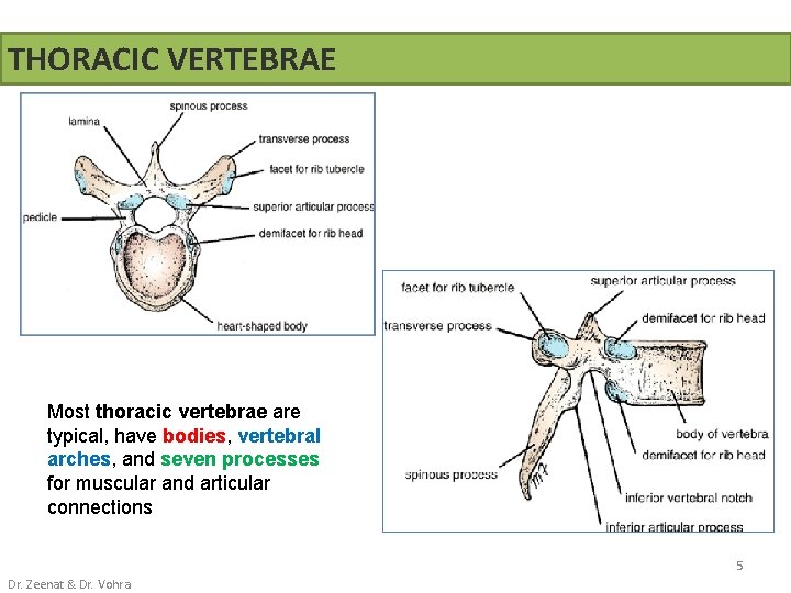 THORACIC VERTEBRAE Most thoracic vertebrae are typical, have bodies, vertebral arches, and seven processes