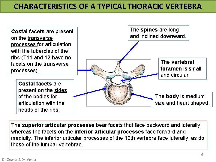 CHARACTERISTICS OF A TYPICAL THORACIC VERTEBRA Costal facets are present on the transverse processes