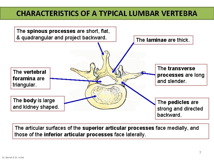 CHARACTERISTICS OF A TYPICAL LUMBAR VERTEBRA The spinous processes are short, flat, & quadrangular