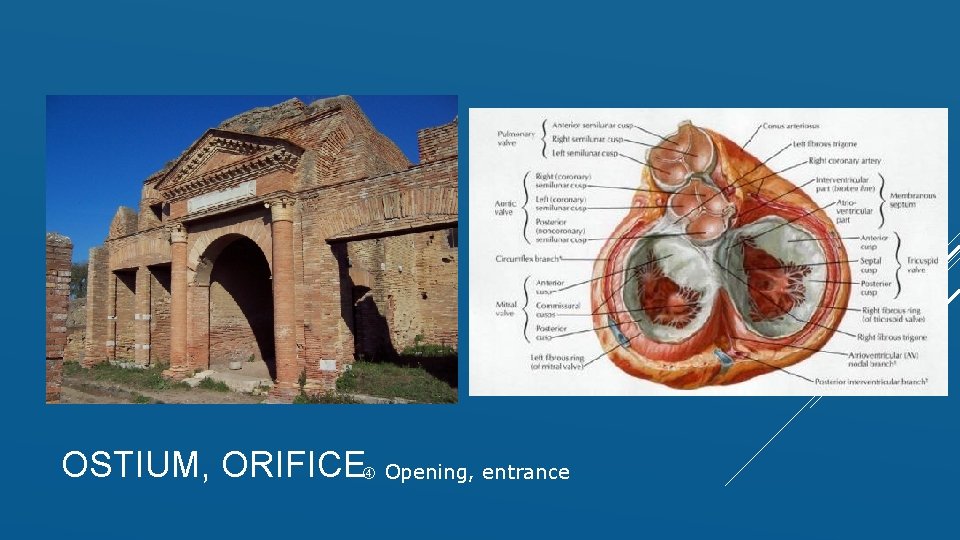 OSTIUM, ORIFICE Opening, entrance 