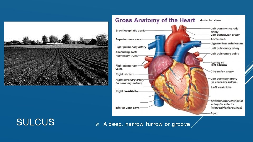 SULCUS A deep, narrow furrow or groove 