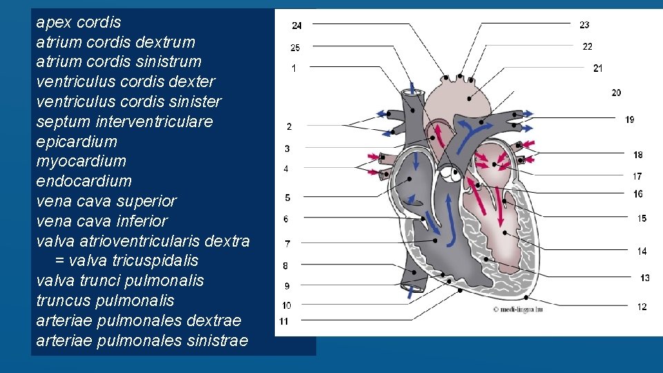 apex cordis atrium cordis dextrum atrium cordis sinistrum ventriculus cordis dexter ventriculus cordis sinister