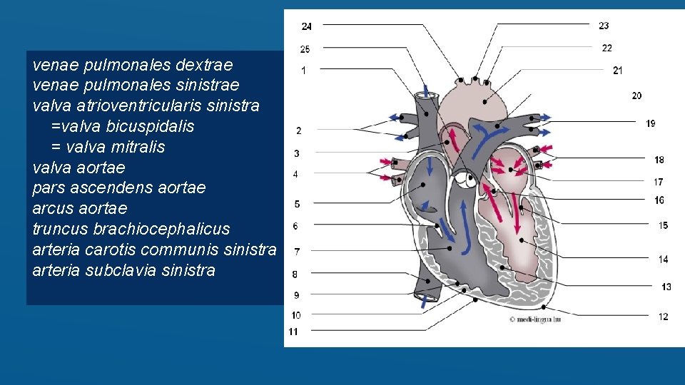 venae pulmonales dextrae venae pulmonales sinistrae valva atrioventricularis sinistra =valva bicuspidalis = valva mitralis