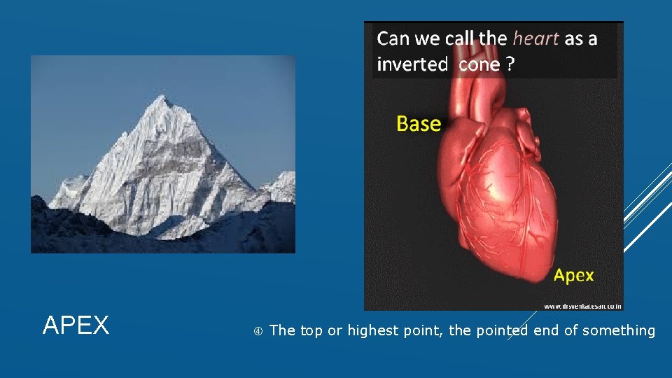 APEX The top or highest point, the pointed end of something 