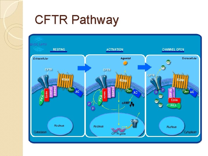 CFTR Pathway 