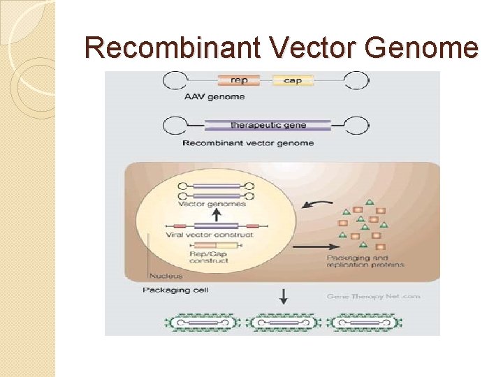 Recombinant Vector Genome 