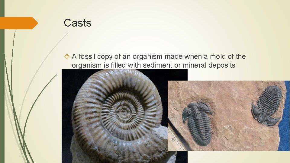Casts A fossil copy of an organism made when a mold of the organism