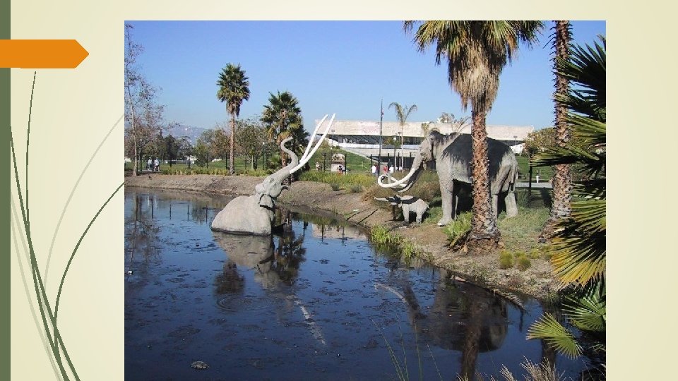 Formation of Fossils Most plants and animals are eaten or decay; leaving no evidence