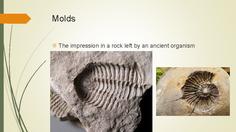 Molds The impression in a rock left by an ancient organism 