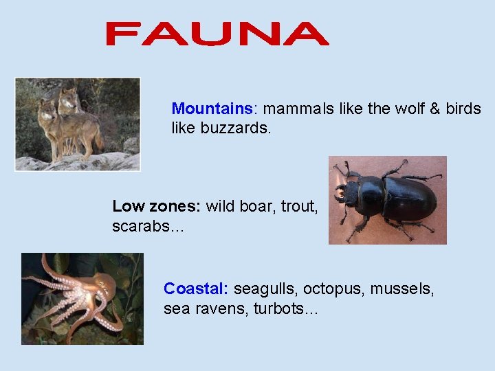 Mountains: mammals like the wolf & birds like buzzards. Low zones: wild boar, trout,