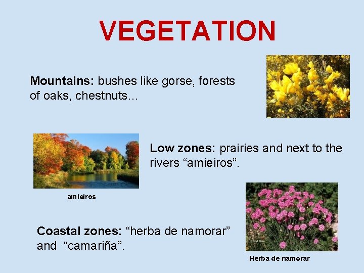 VEGETATION Mountains: bushes like gorse, forests of oaks, chestnuts… Low zones: prairies and next