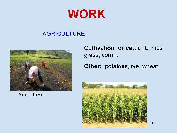 WORK AGRICULTURE Cultivation for cattle: turnips, grass, corn… Other: potatoes, rye, wheat. . .