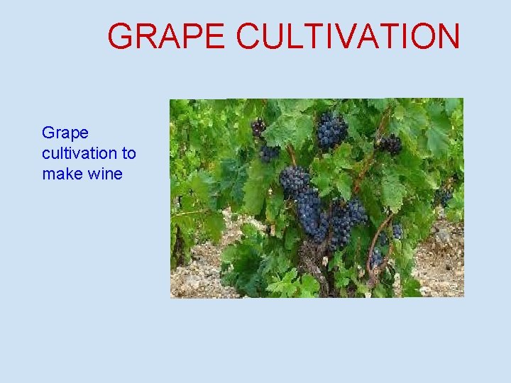 GRAPE CULTIVATION Grape cultivation to make wine 