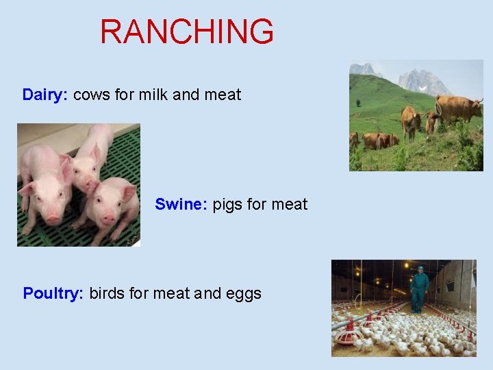 RANCHING Dairy: cows for milk and meat Swine: pigs for meat Poultry: birds for