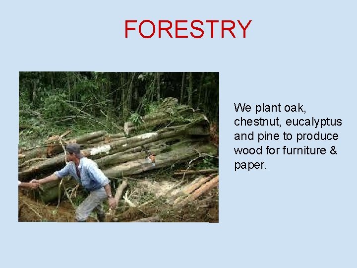 FORESTRY We plant oak, chestnut, eucalyptus and pine to produce wood for furniture &