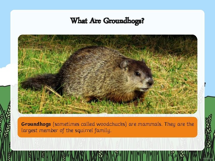 What Are Groundhogs? Groundhogs (sometimes called woodchucks) are mammals. They are the largest member