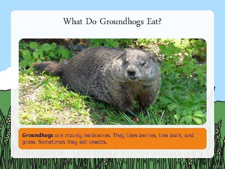 What Do Groundhogs Eat? Groundhogs are mainly herbivores. They likes berries, tree bark, and