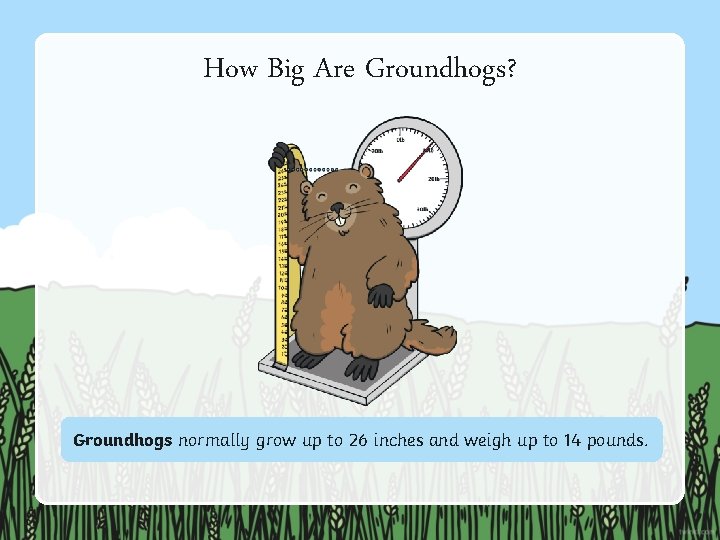 How Big Are Groundhogs? Groundhogs normally grow up to 26 inches and weigh up