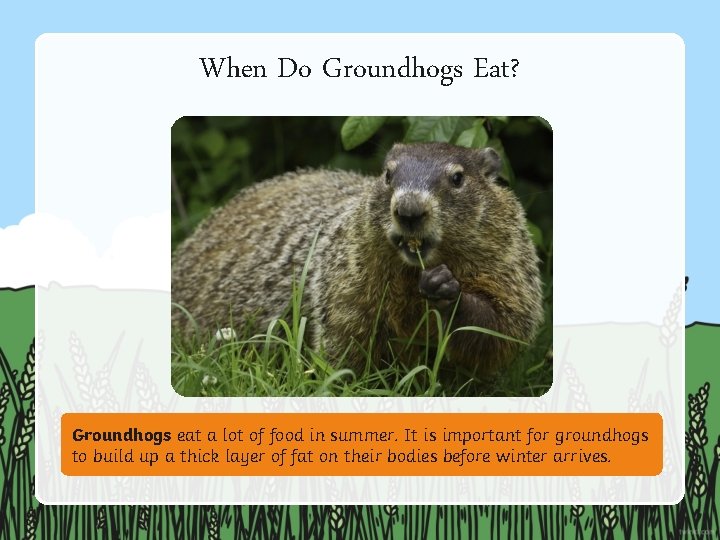 When Do Groundhogs Eat? Groundhogs eat a lot of food in summer. It is