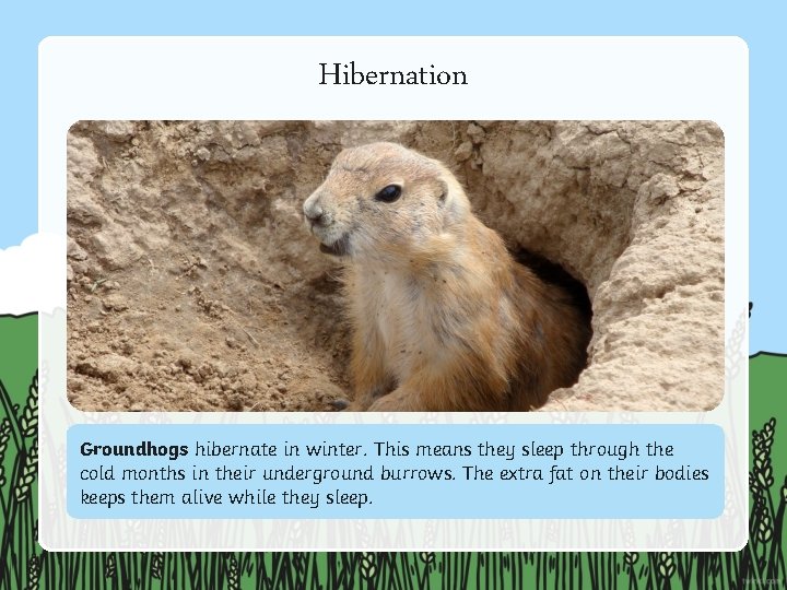 Hibernation Groundhogs hibernate in winter. This means they sleep through the cold months in