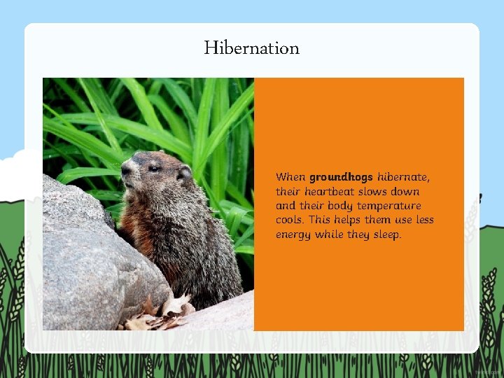 Hibernation When groundhogs hibernate, their heartbeat slows down and their body temperature cools. This