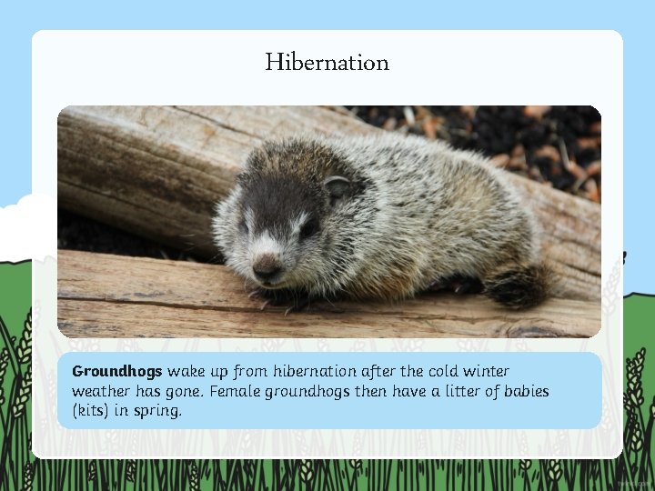 Hibernation Groundhogs wake up from hibernation after the cold winter weather has gone. Female