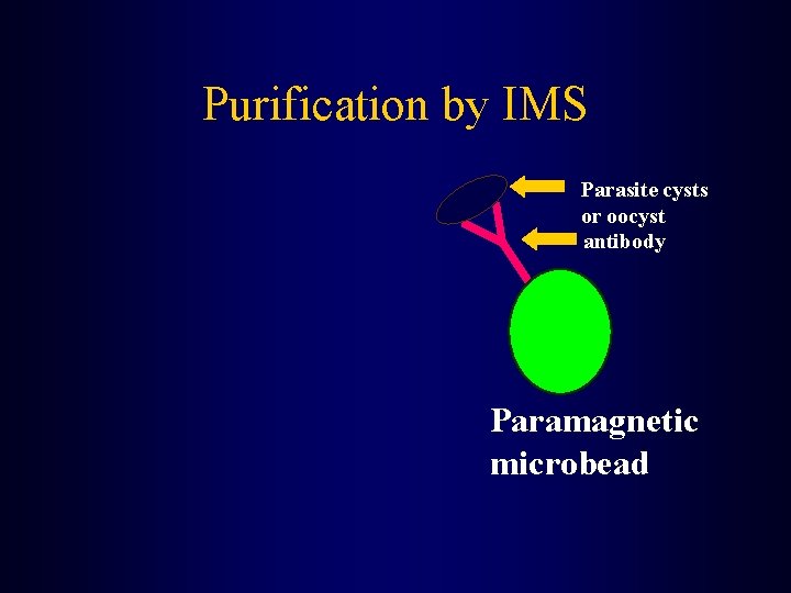 Purification by IMS Parasite cysts or oocyst antibody Paramagnetic microbead 