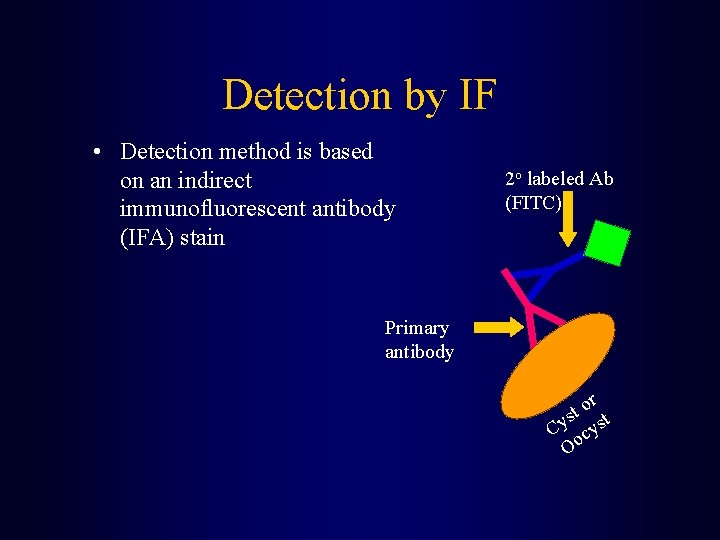 Detection by IF • Detection method is based on an indirect immunofluorescent antibody (IFA)